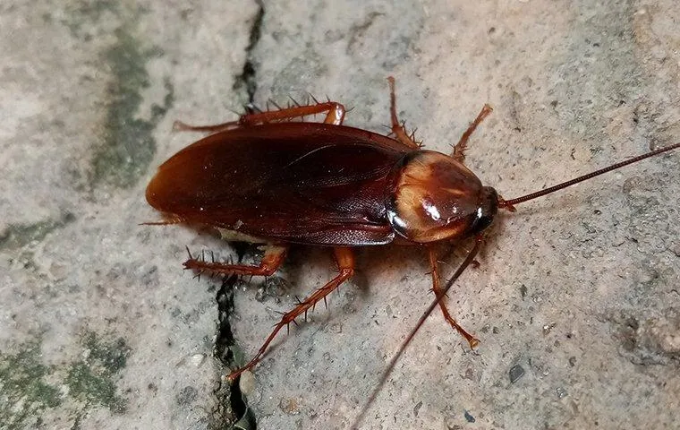 American cockroach on a cement floor, viewed from above.