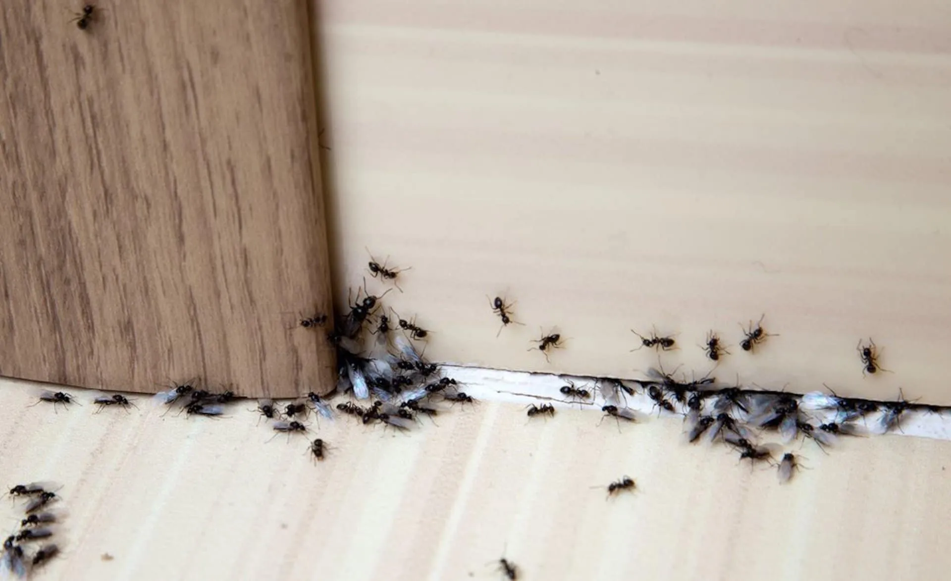 Ant infestation along a floor corner.