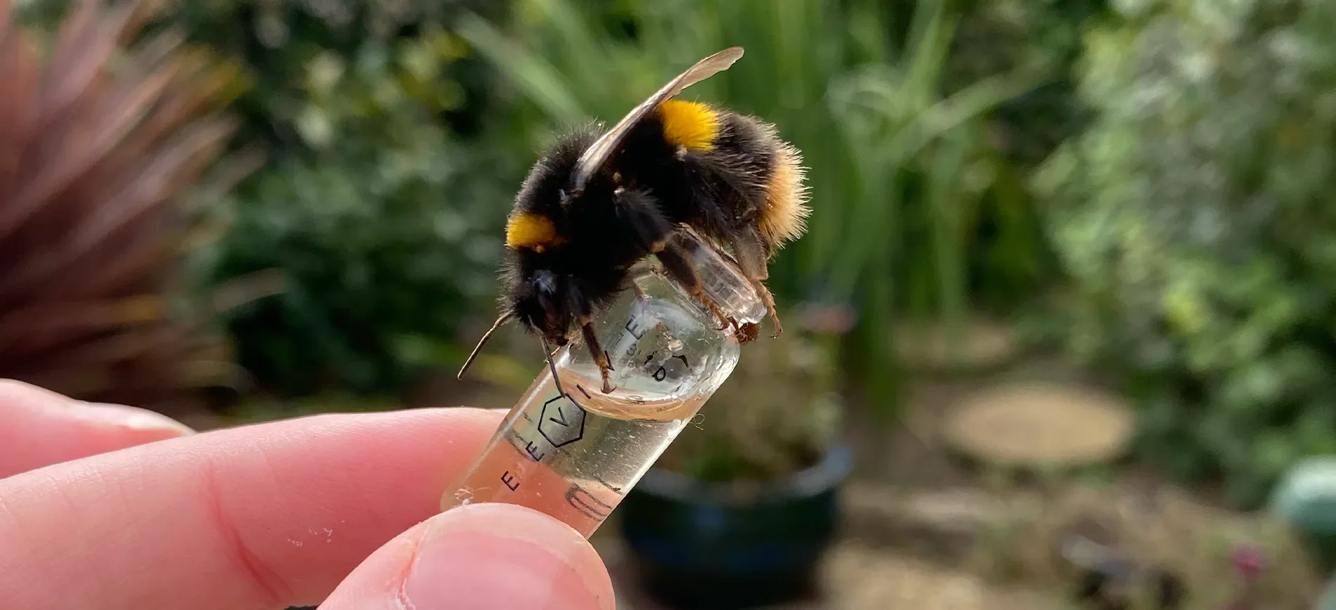 Bee Drinking Ambrosia
