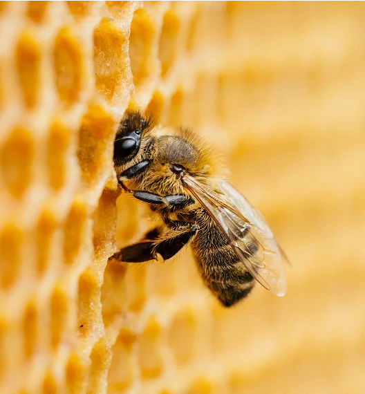 Bee on honeycomb