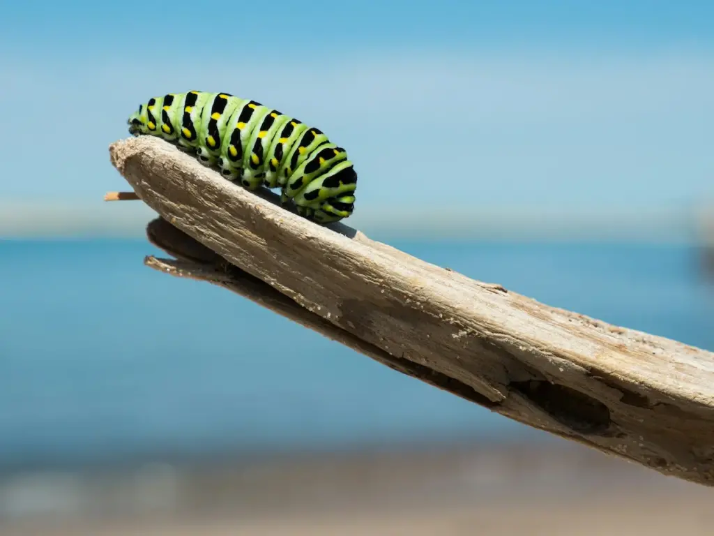 Bright green and black striped caterpillar on a piece of wood against a blurred blue sky and water background.