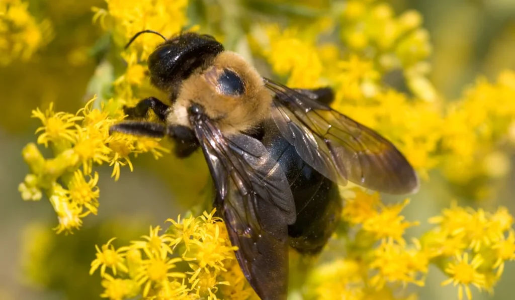 Carpenter Bees pest control