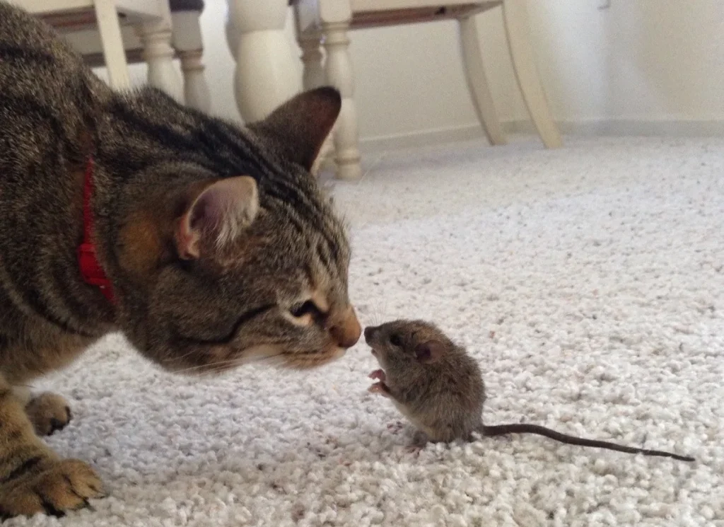 Cat and mouse touching noses on a carpet.