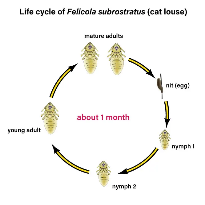 Cat louse life cycle diagram