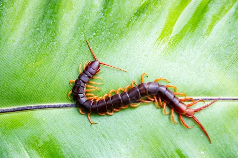 Centipede with orange legs crawling on a green leaf.