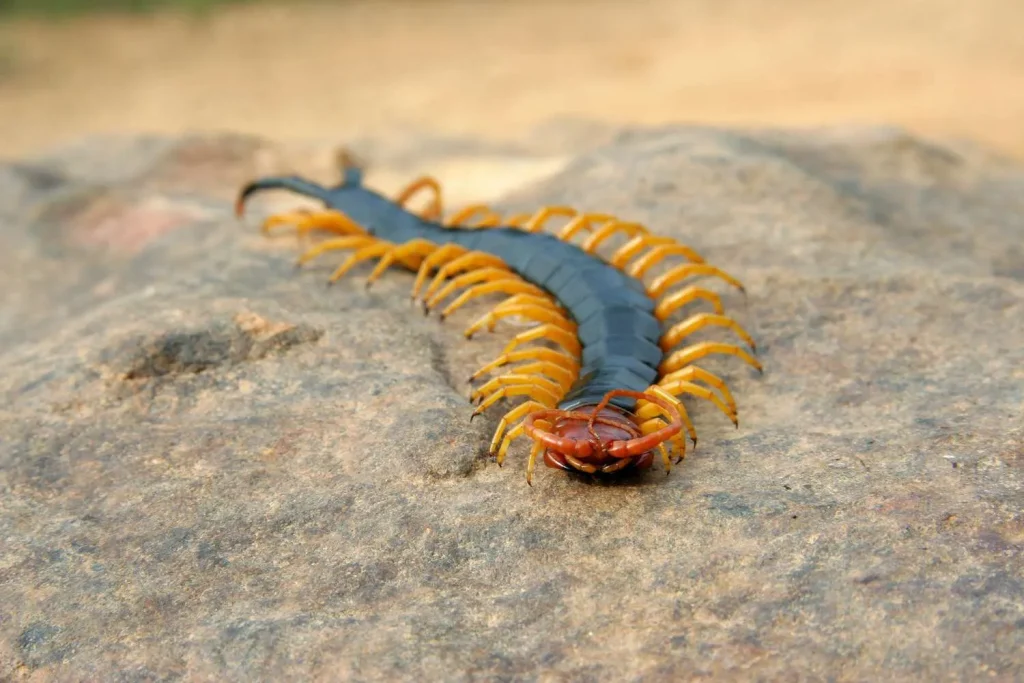 Centipede with orange legs crawling on a rock surface.