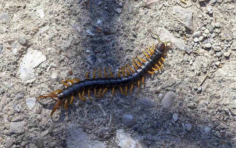 Centipede with yellow legs crawling on a gravel surface.