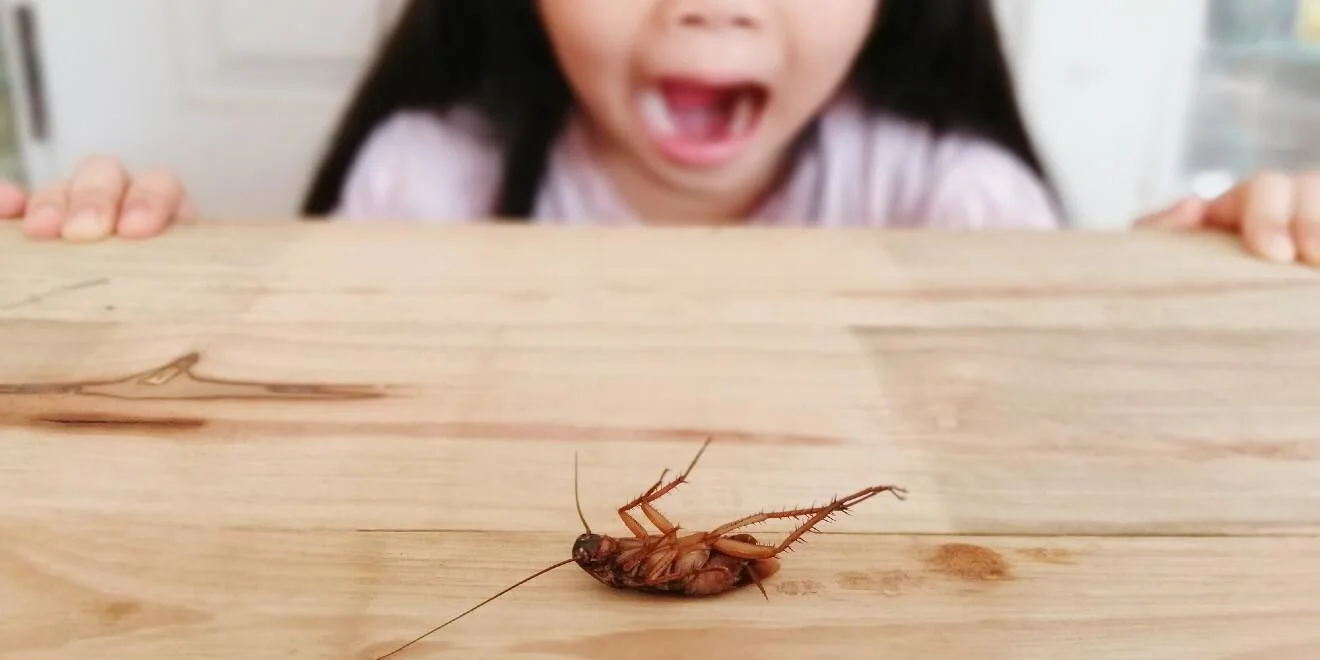 Child reacting to dead cockroach on table