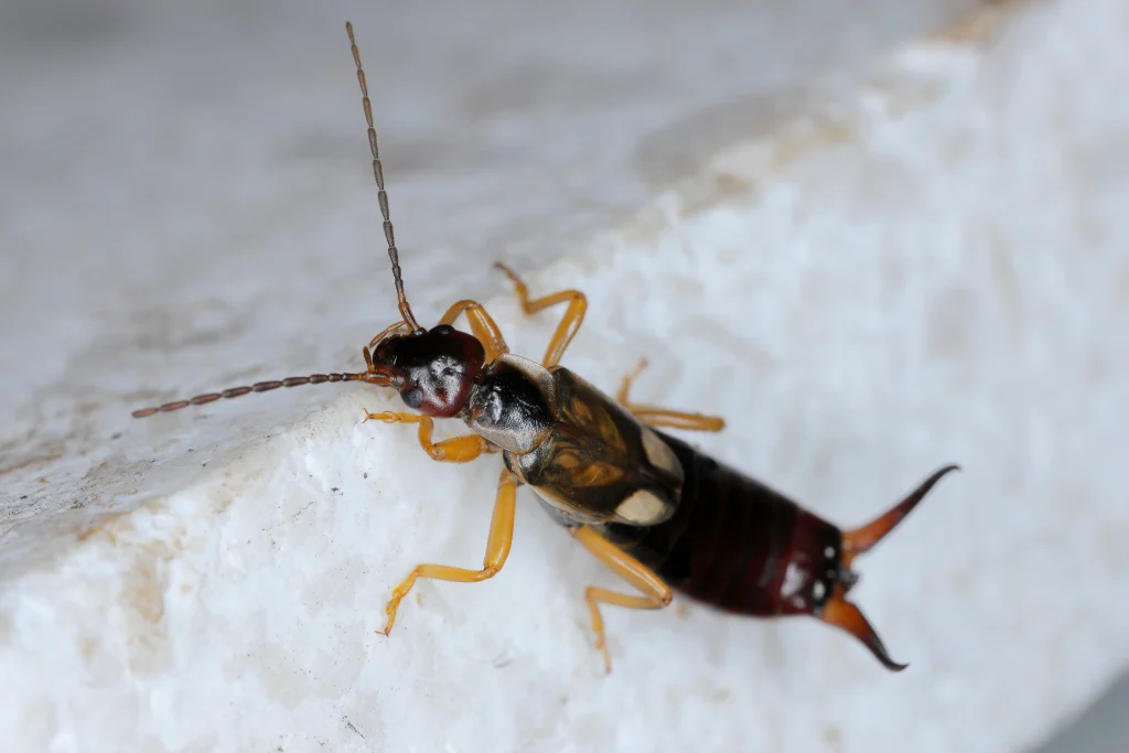 Close-up macro of an earwig insect on a white surface, showing its antennae, segmented body, and curved pincers.