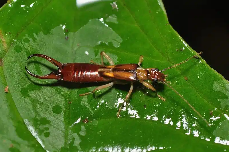 Close-up macro of an earwig on a wet green leaf, showing its reddish-brown body, antennae, and curved rear pincers.