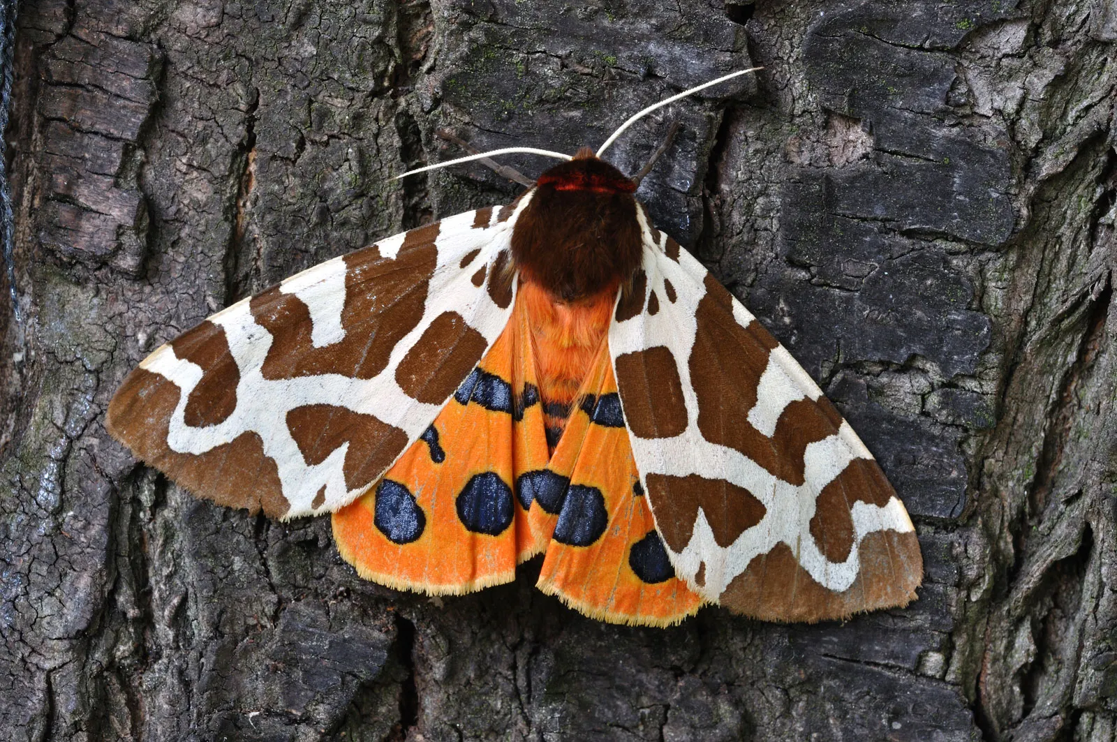 Close up of a Lepidoptera