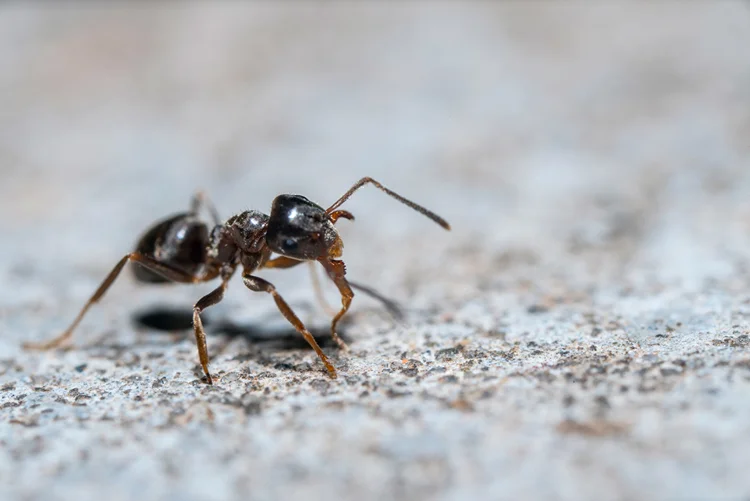 Close-up of a black ant walking on a textured concrete surface.