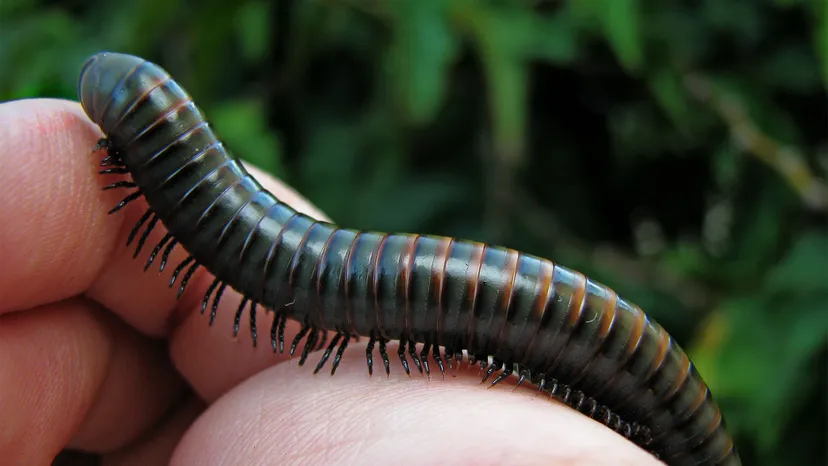Close-up of a black millipede resting on a person’s fingers.