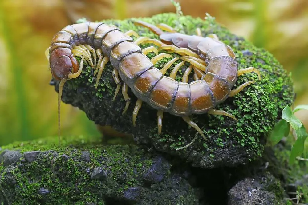 Close-up of a centipede on moss-covered rocks.