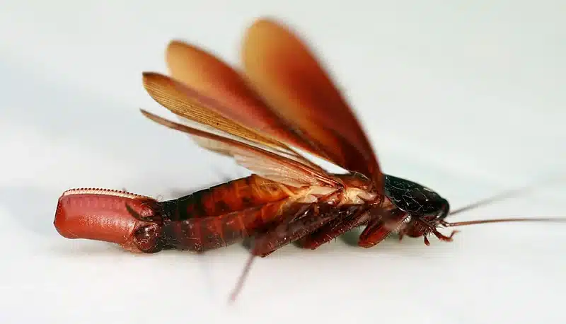 Close-up of a flying cockroach with wings spread on a white surface.