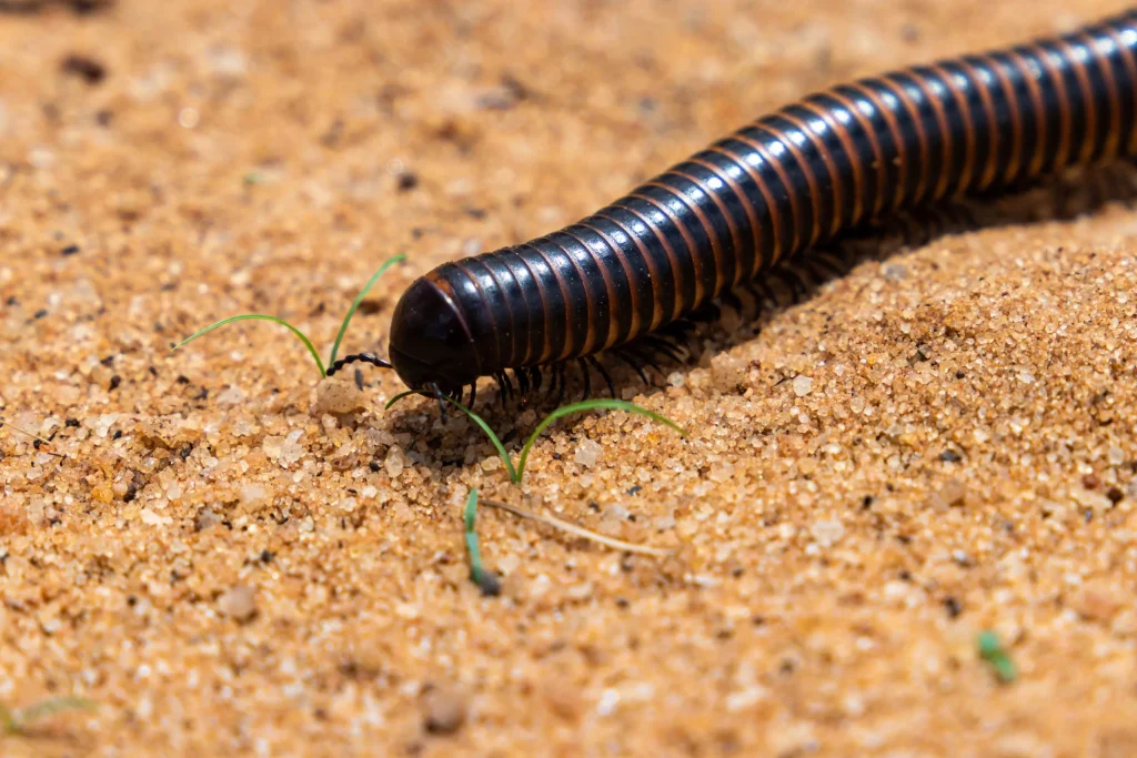 Close-up of a giant African millipede crawling on sandy ground.