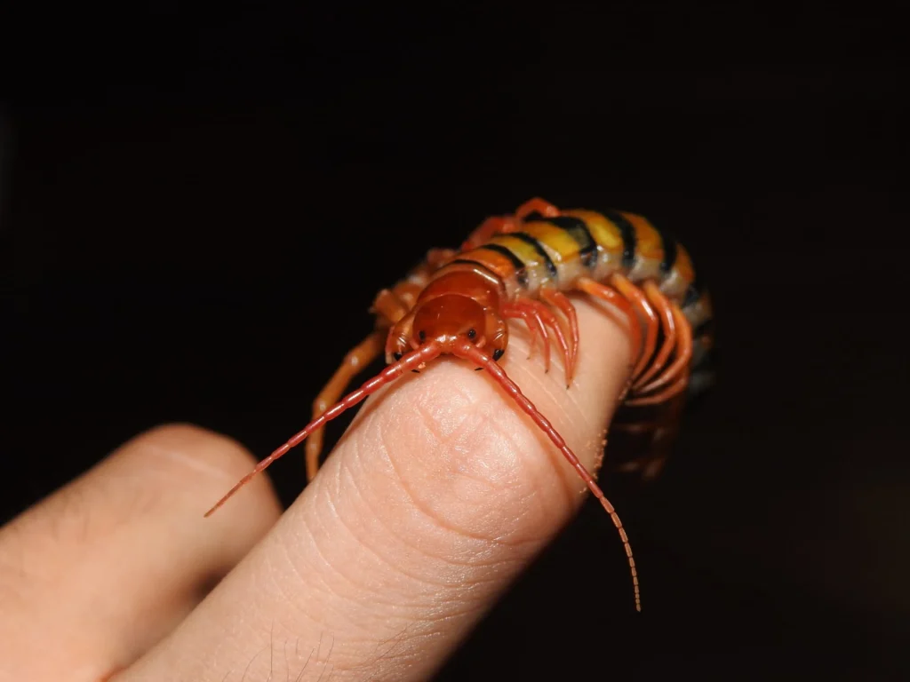 Close-up of a house centipede on a person’s finger showing its long legs and segmented body.