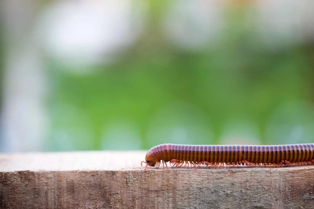 Close-up of a millipede crawling on a wooden surface.