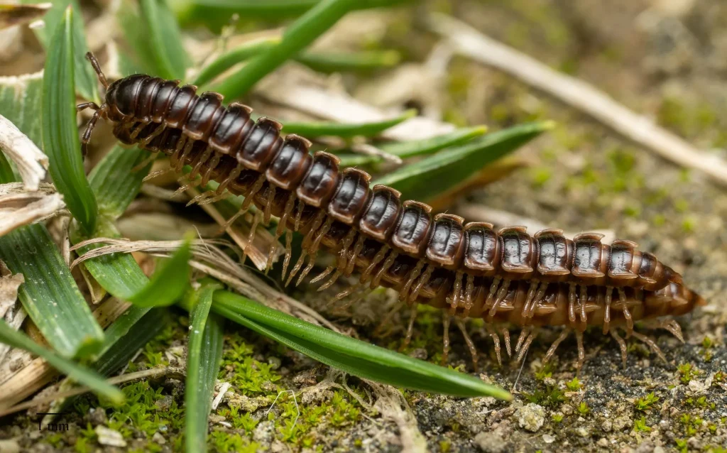 Close-up of a millipede crawling through grass and soil.