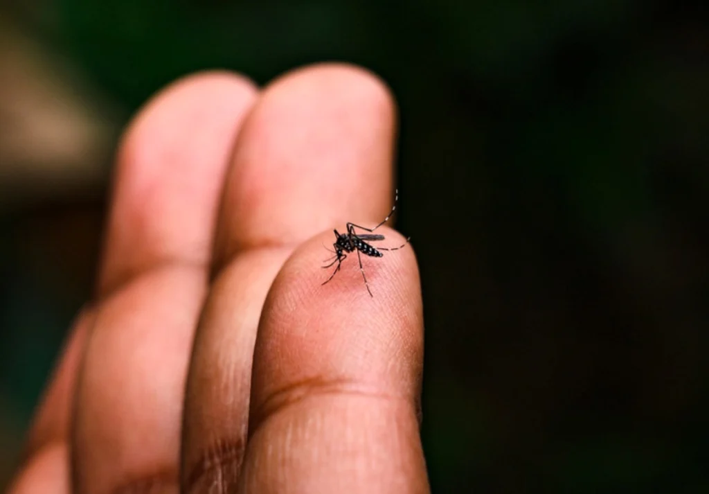 Close up of a mosquito biting a person’s finger