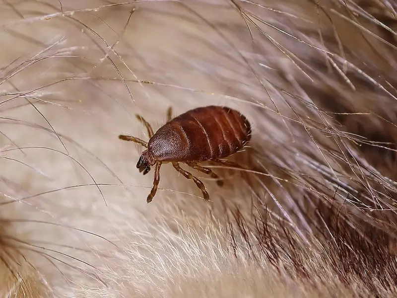 Close-up of a single brown flea crawling through a dog’s fur.