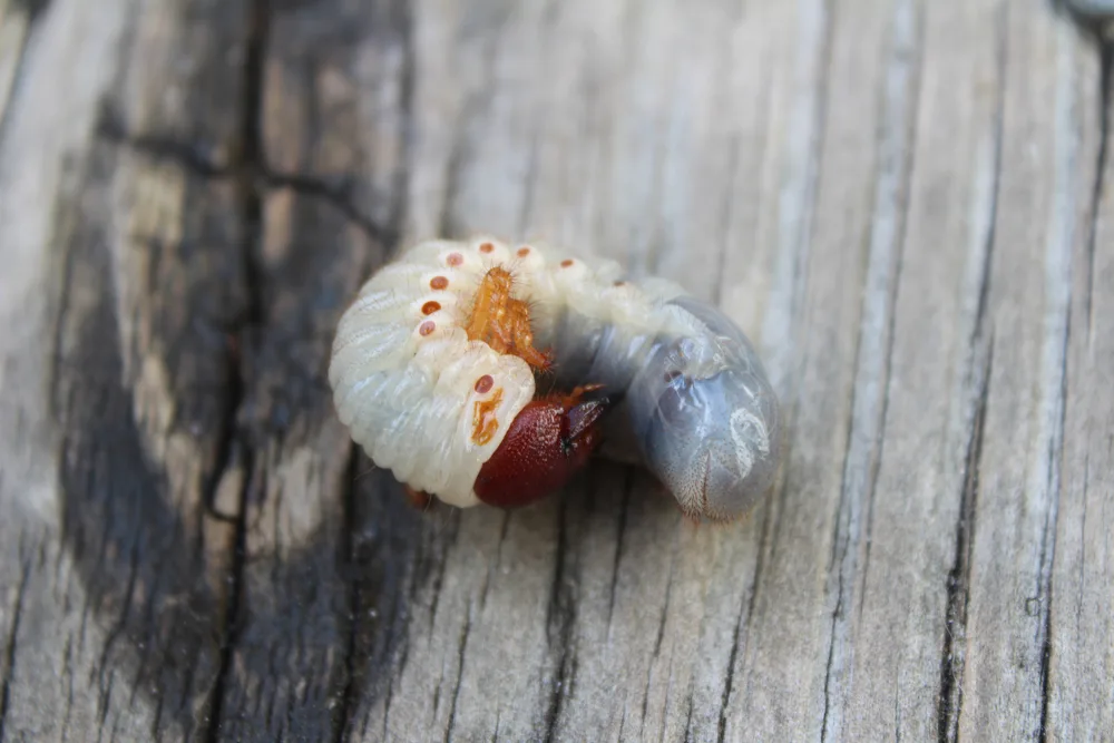 Close-up of a white grub larva curled on weathered wood.