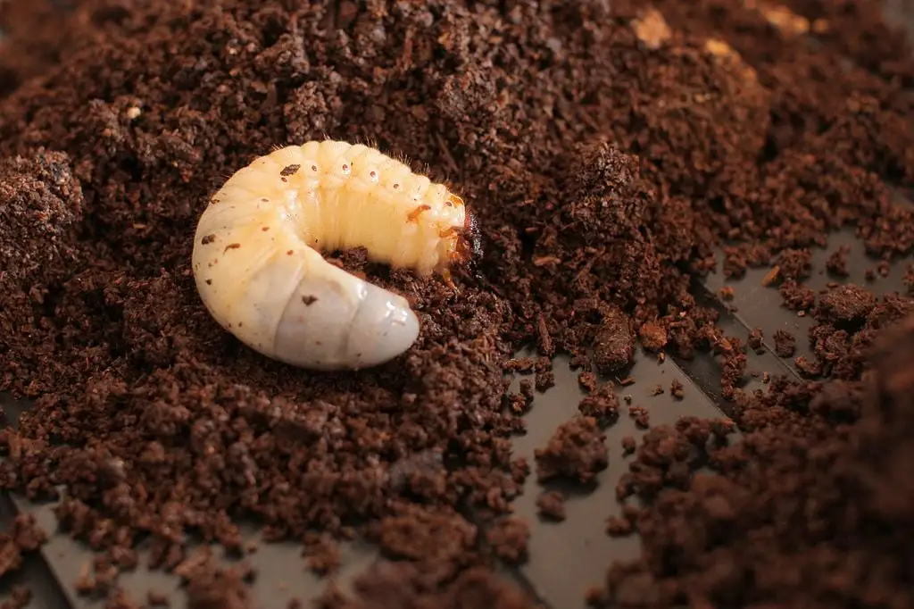 Close-up of a white lawn grub in moist soil surrounded by loose dirt.