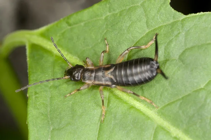 Close-up of an earwig insect on a green leaf, showing its segmented body, antennae, and pincers at the tail end.