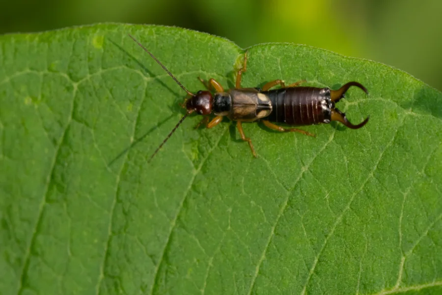 Close-up of an earwig insect on a green leaf.