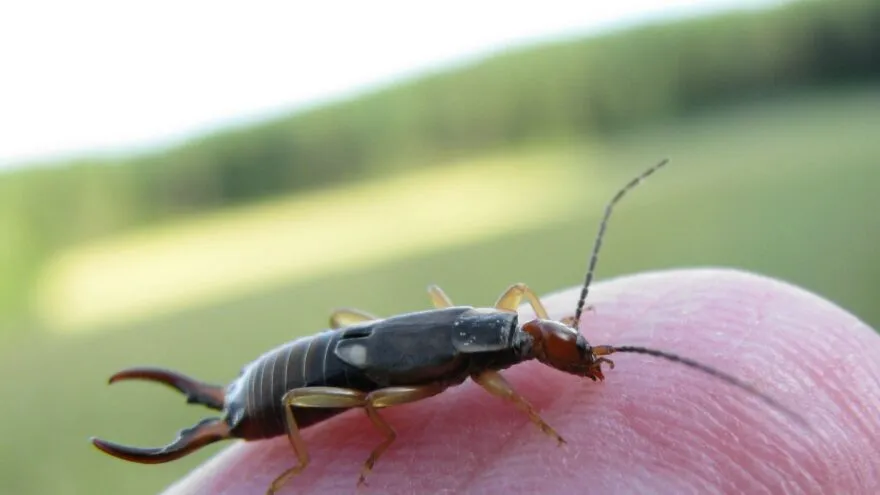 Close-up of an earwig insect standing on a human fingertip, with blurred outdoor background.