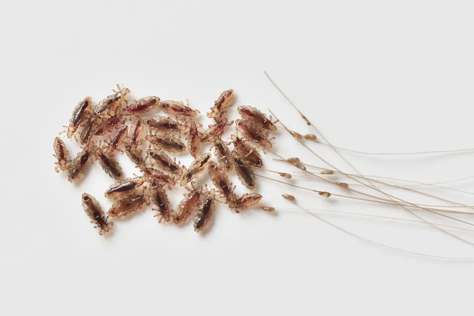 Close-up of several lice and their eggs (nits) on a white background after having pet lice treatment