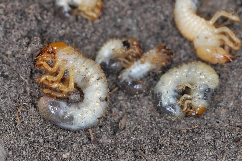 Cluster of curled white lawn grubs in soil, shown in close-up.