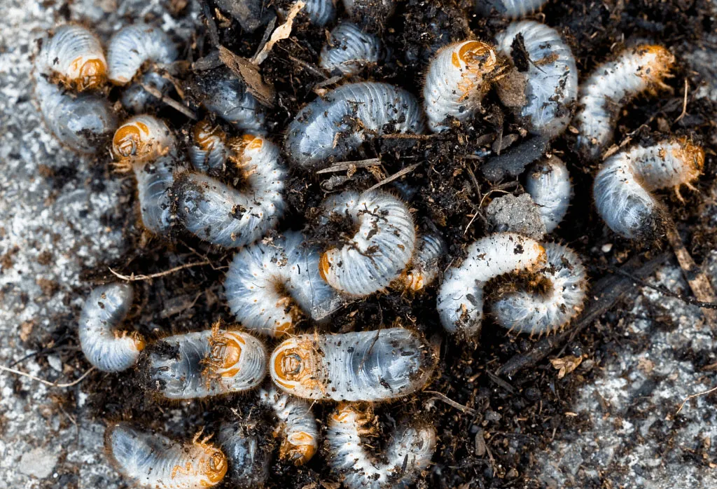 Cluster of white lawn grubs curled in dark soil.