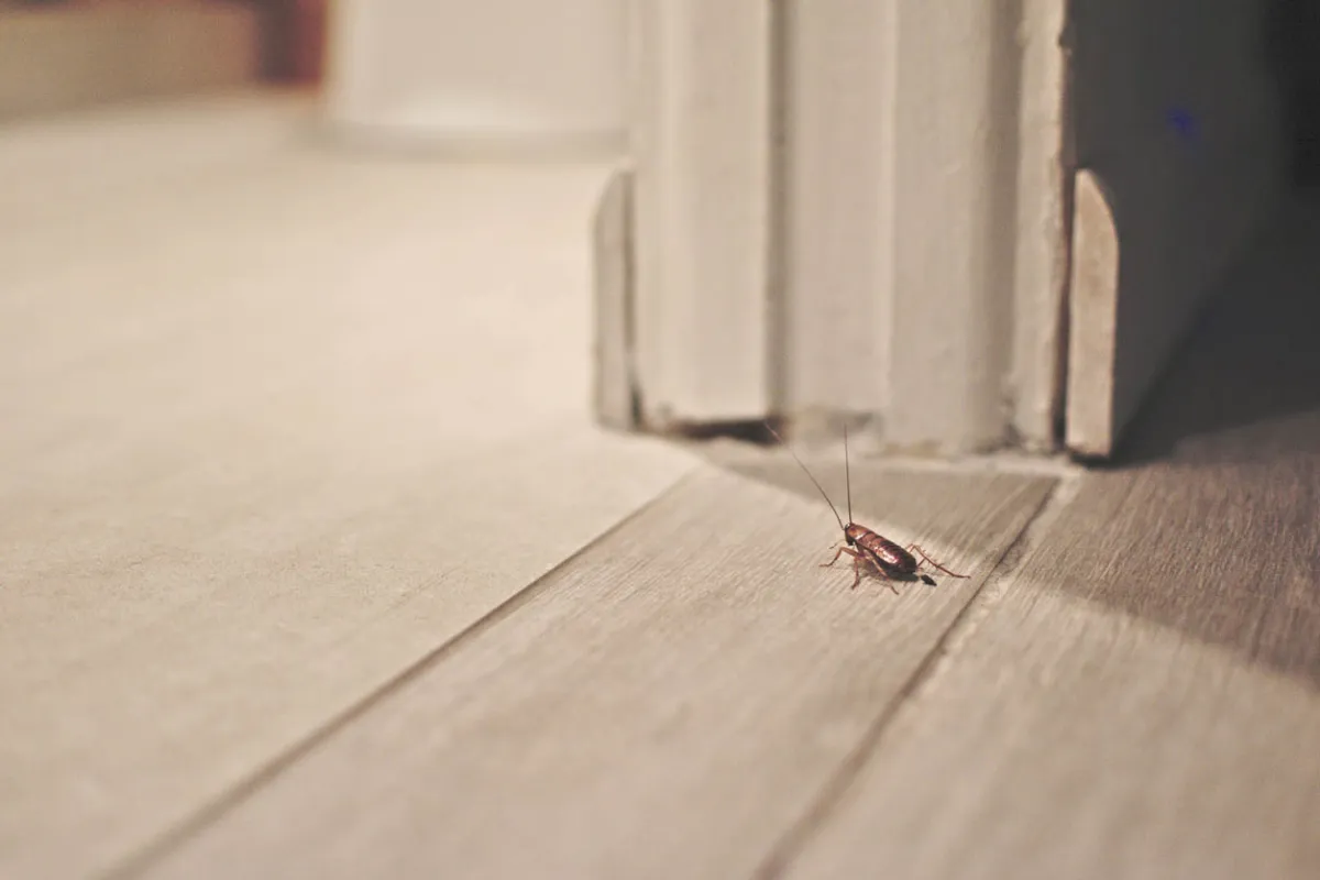 Cockroach crawling near doorway in a basement