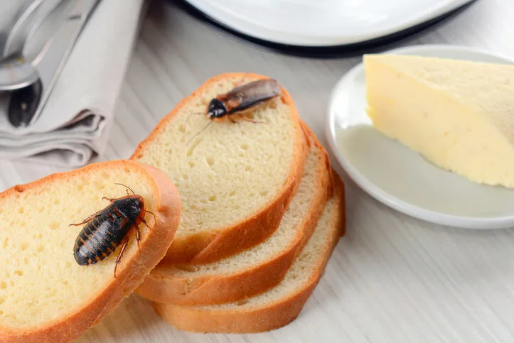 Cockroaches crawling on bread slices