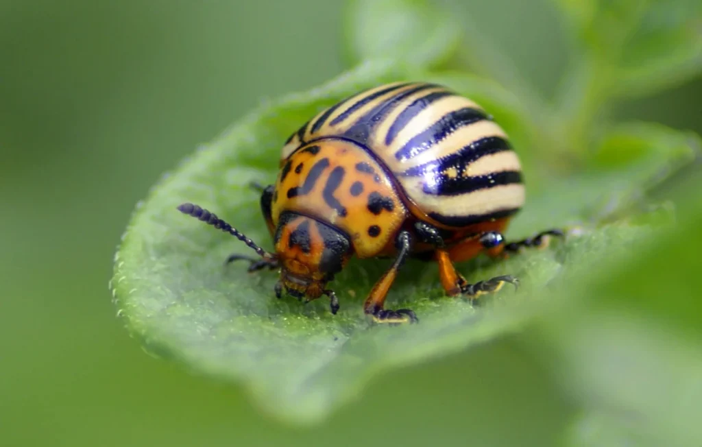 Colorado potato beetle on a green leaf in close-up.