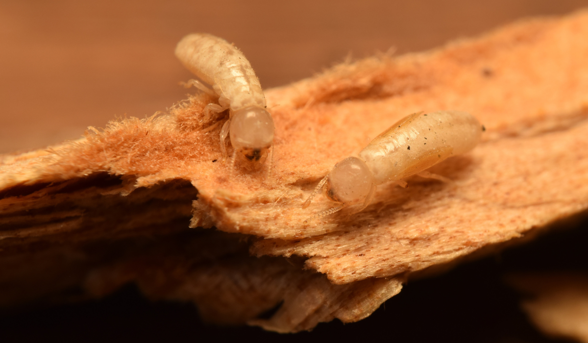 Drywood Termites eating wood
