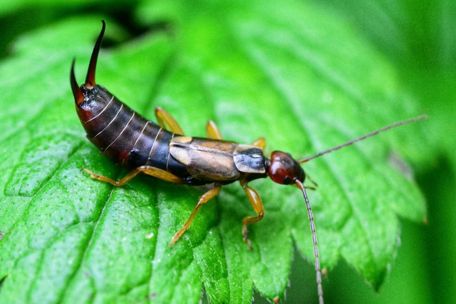 Earwig insect on a green leaf