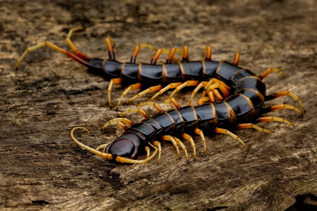 Eastern Bark Centipede