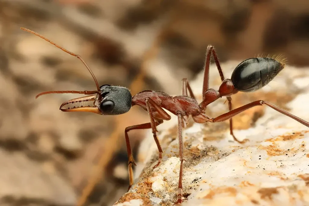 Fire ants