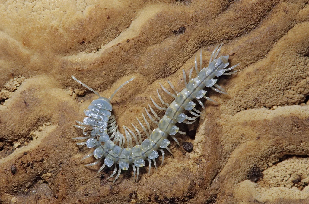 Florida Blue Centipede