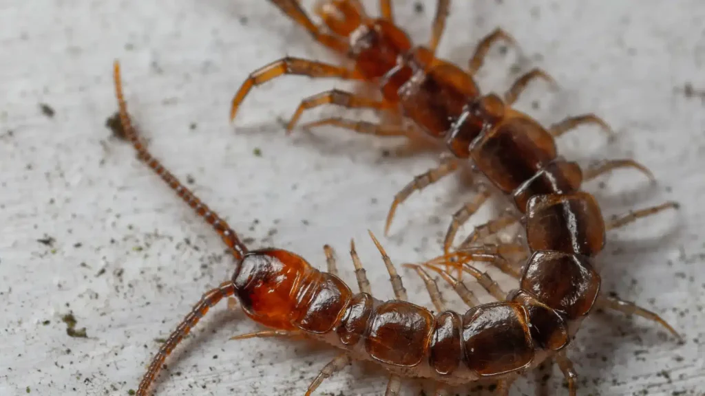 Get Rid of Brown Centipede with These Simple Tips
