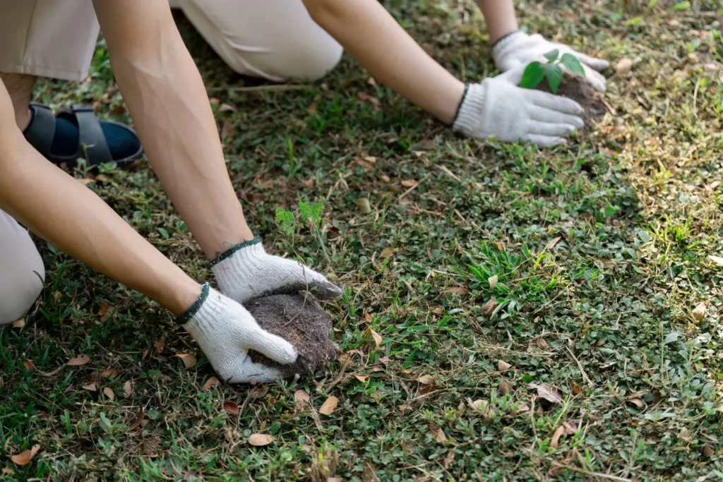 Gloved hands lifting a plug of grass and soil from a lawn for inspection.
