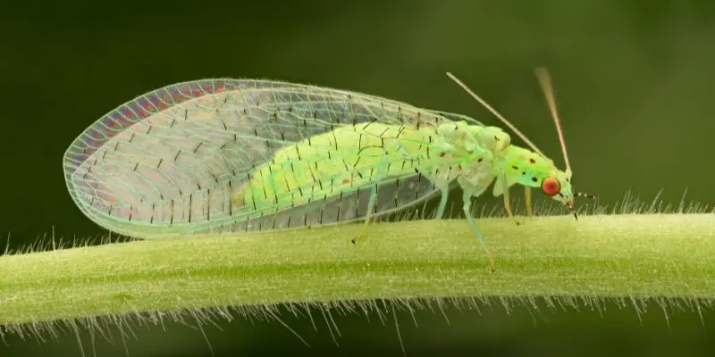 Green lacewing resting on a plant stem.