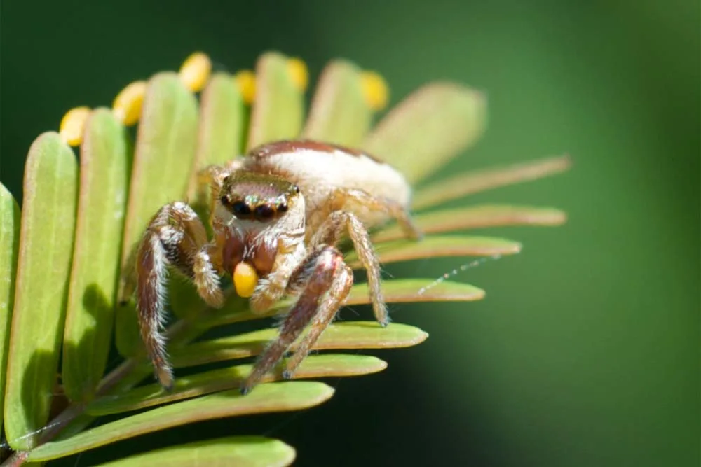 Jumping spider on a green plant leaf with pollen grains.