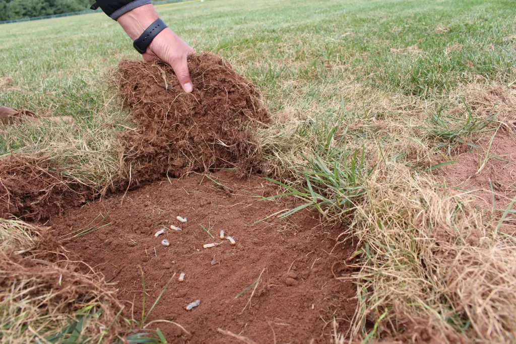 Lawn turf lifted to reveal white grubs in the soil