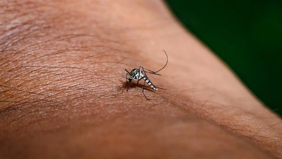 Mosquito biting human skin.