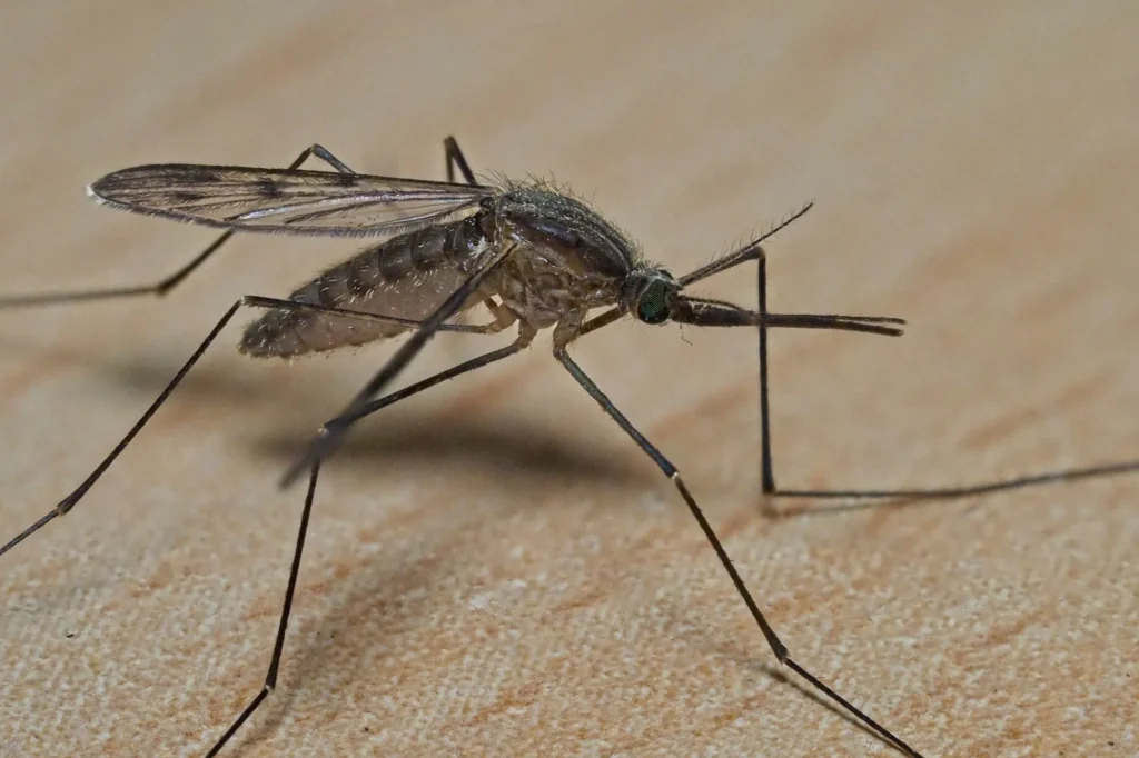 Mosquitoe on home carpet