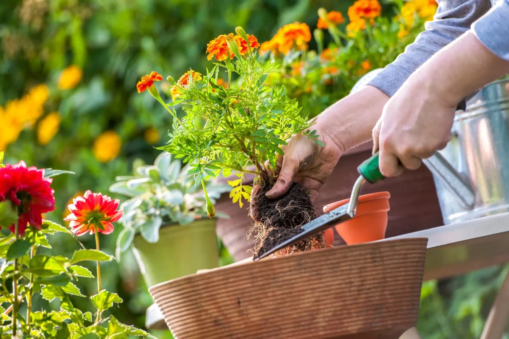 Person planting a pest control plant in a garden pot