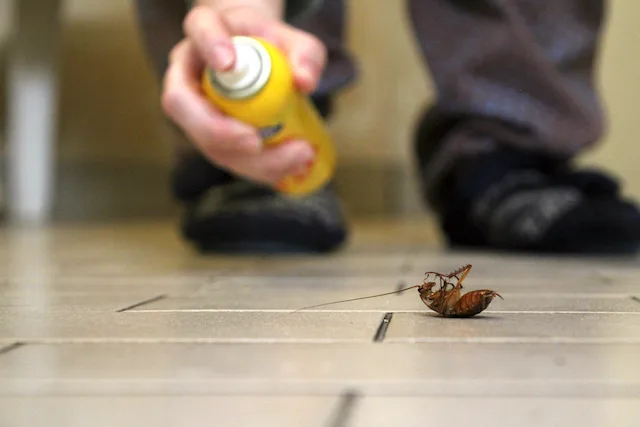Person spraying insecticide on dead cockroach